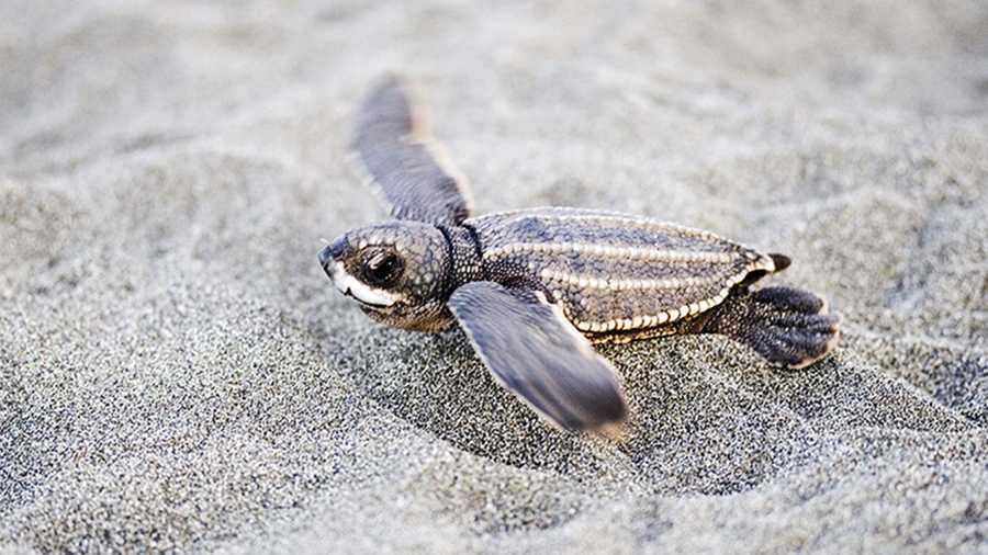 releasing sea turtles in the ocean with bistro st tropez