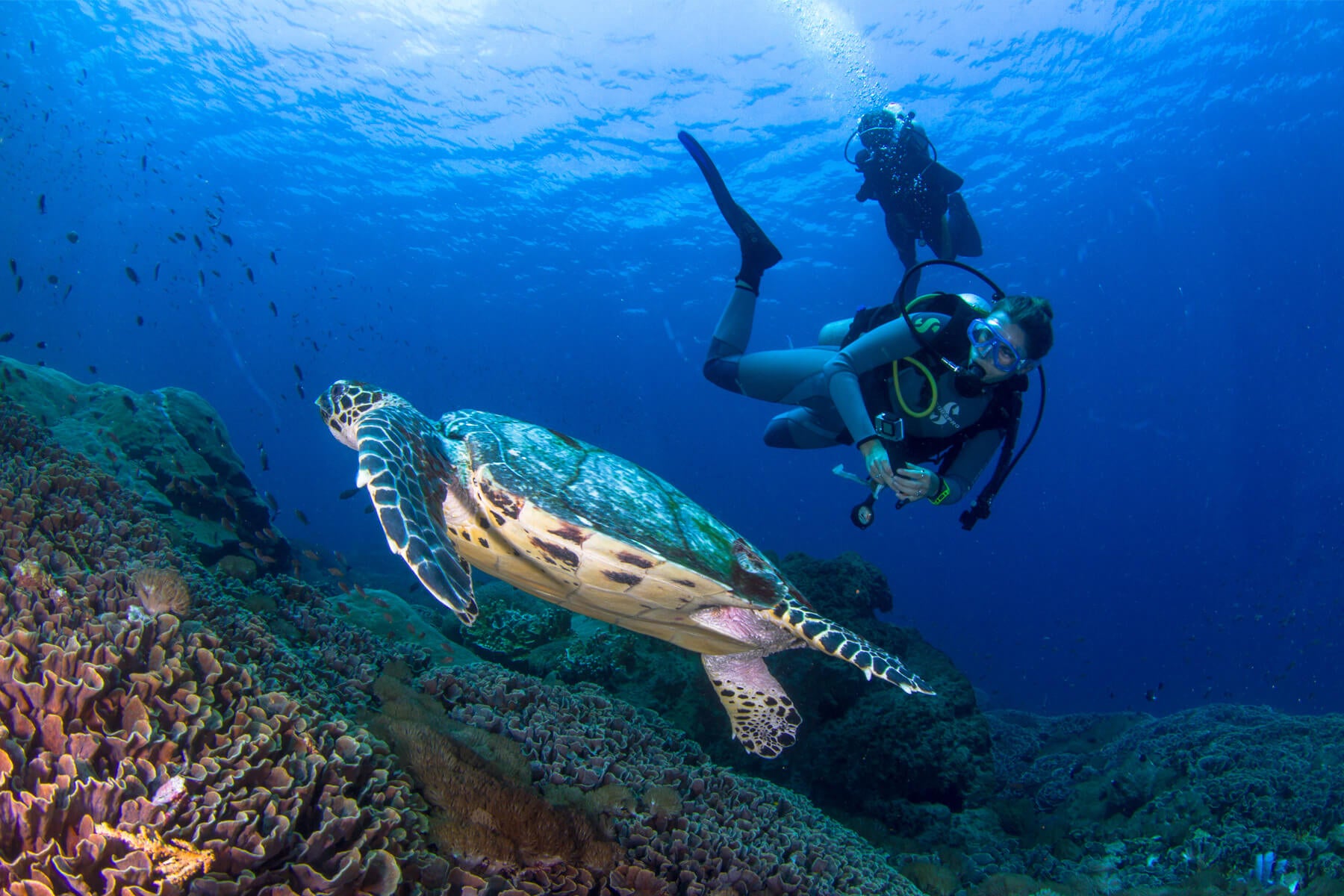 Experiencing Bali's Marine Life: A Guide to Swimming with Turtles | Bistro St. Tropez