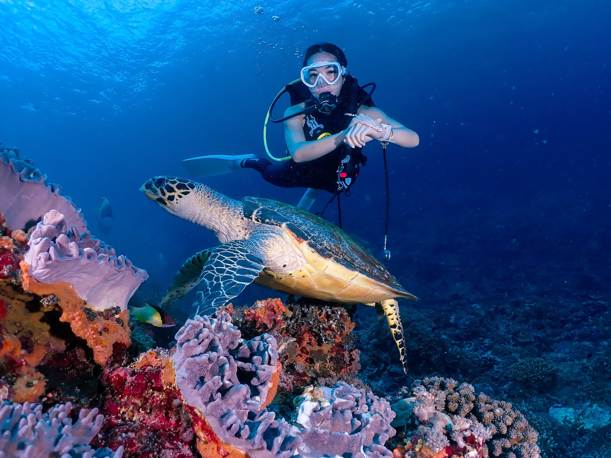 turtles bali with bistro st tropez