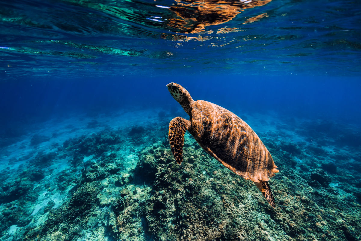The Best Spots in Bali to Swim Alongside Majestic Turtles Bistro StTropez
