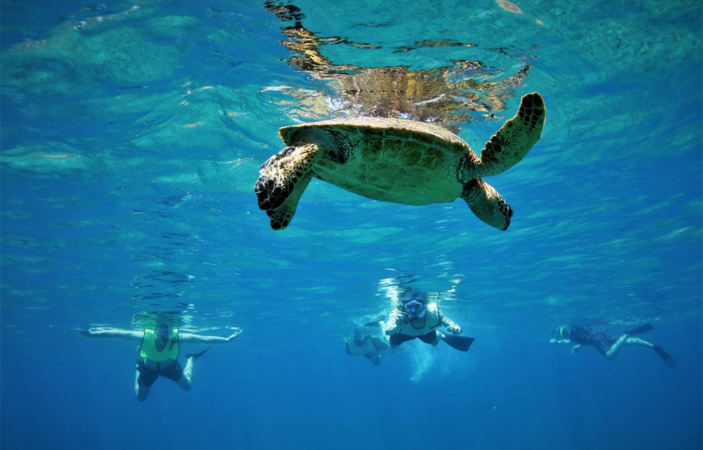 swim with turtles in bali safety tips with bistro st. tropez 2
