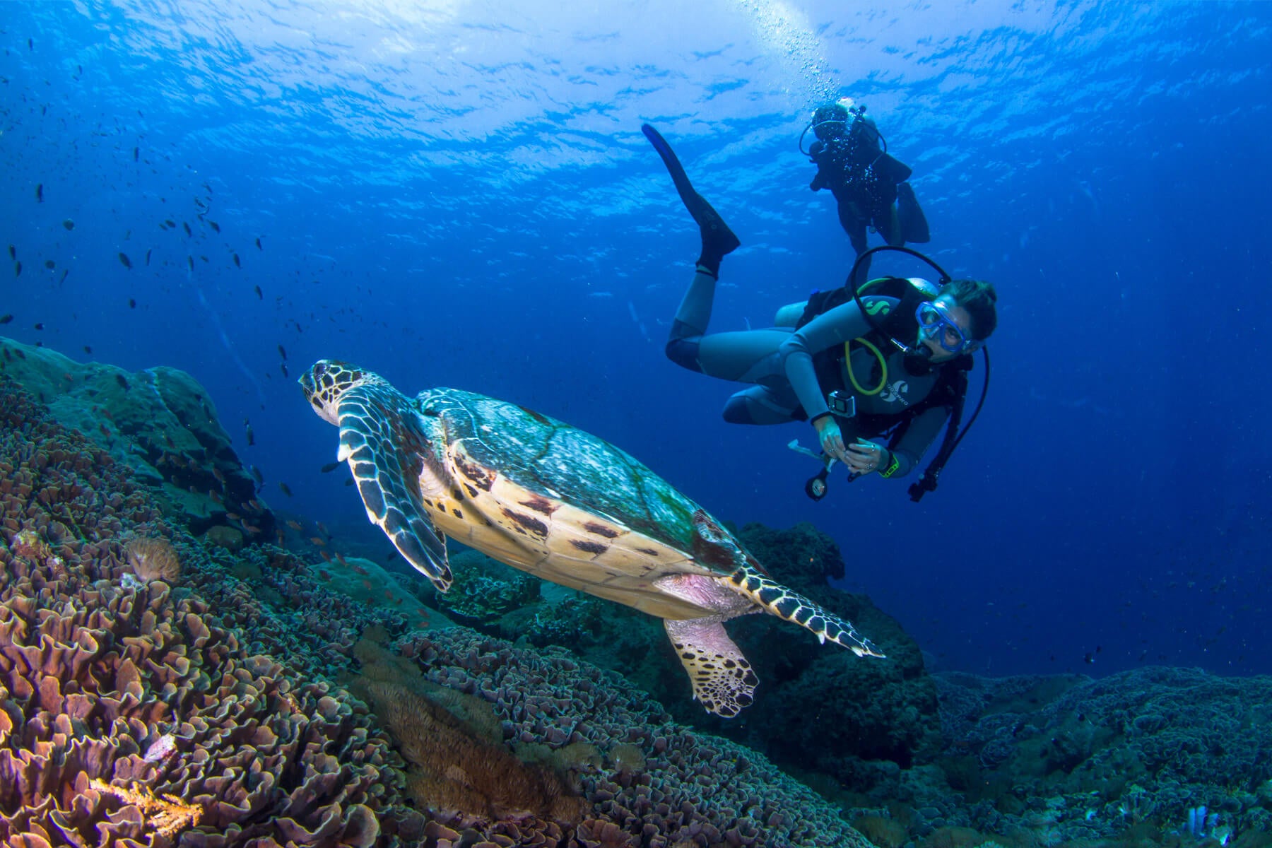 Experiencing Bali's Marine Life: A Guide to Swimming with Turtles